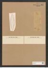 Navicula jugata Cleve (de-Toni-Nr.: Genus 1, Species 357) Zeichnungen Sammlung Grunow Nr. 802 (NHMW-BOT-W0367225)